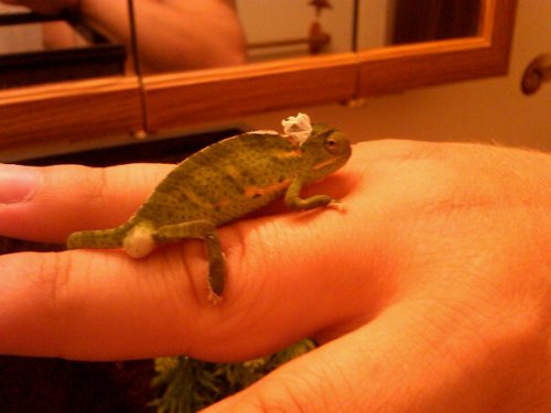 my little cham.jpg