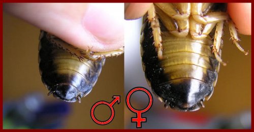 comparison2-phot.jpg