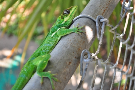 DSC_0135.JPG
