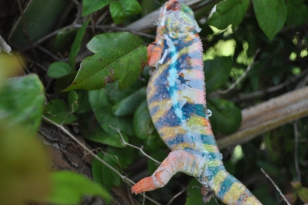 DSC_0190.JPG