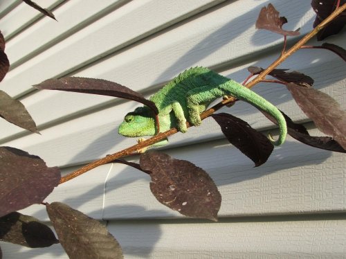 chichi sunning.jpg