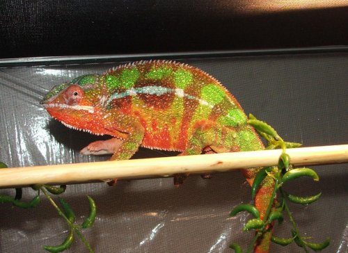 I am doing okay ma..jpg