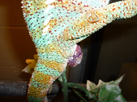 Cham 001 rev1.jpg