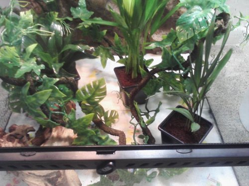 Plants in pots.jpg