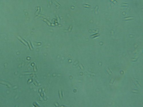 81410_1_400x.jpg