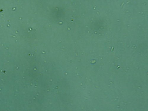 Img00004.jpg