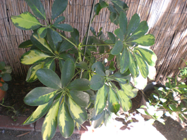 no plant'.jpg