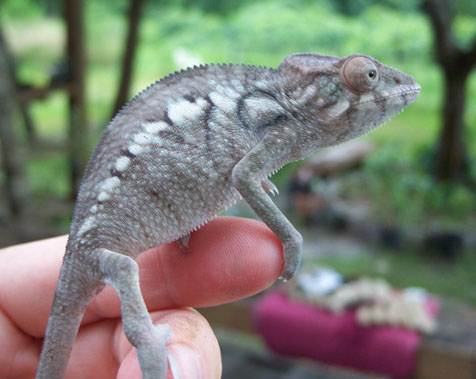 Bonzai FEMALE 3.5.jpg