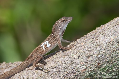 Anolis_sagrei_T2.jpg
