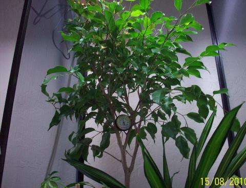 Ficus.wormseye.JPG