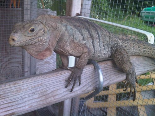 Male cyclura 2.jpg