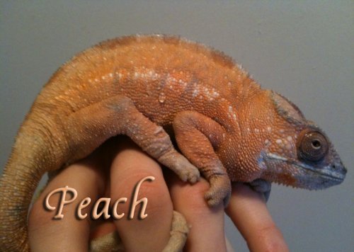 peach3yrs.jpg