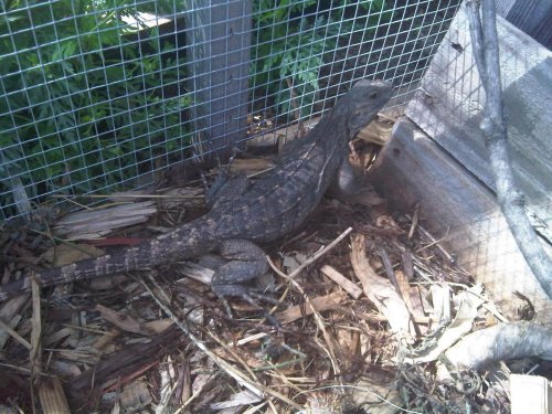 female cyclura 2.jpg