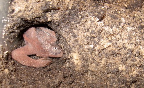 sarabi in the hole.jpg