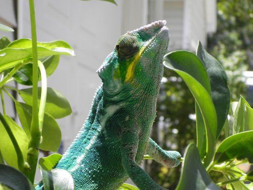 july 31 2010 pics 029.jpg