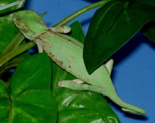 shedding_20100823_01.JPG