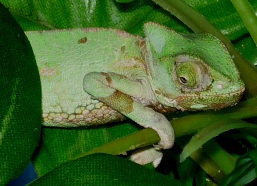 shedding_20100823_02.JPG