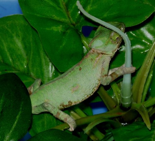 shedding_20100823_03.JPG