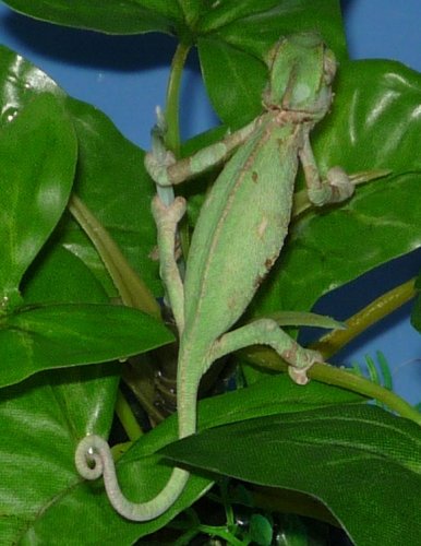 shedding_20100823_04.JPG