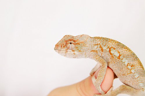 Chameleons 005web.jpg