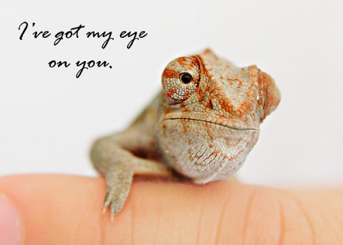 Chameleons 007web.jpg