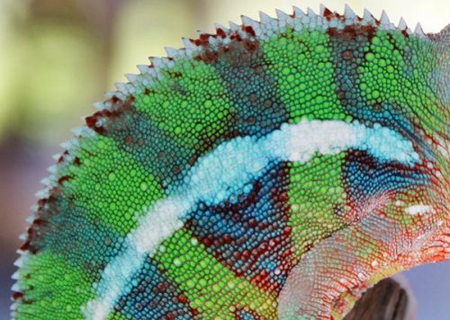 Chameleons 032web.jpg