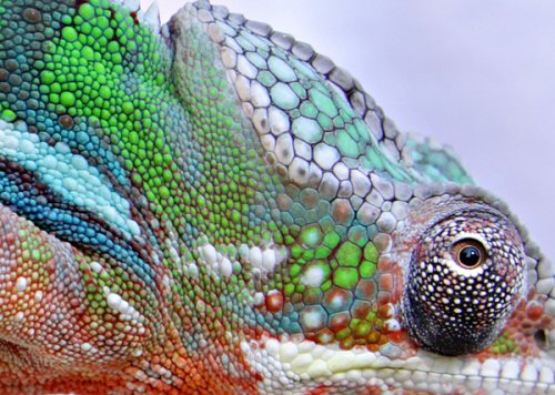 Chameleons 048web.jpg