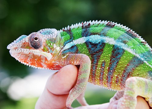 Chameleons 052web.jpg