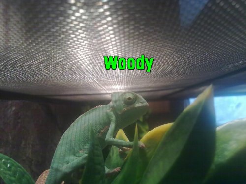 Woody1-001.jpg