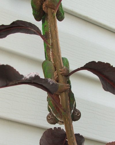 Disappearing Act.JPG