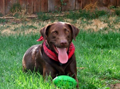 All Star Chessie.jpg