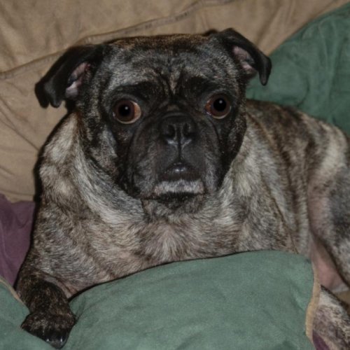 brindlepug 003.jpg