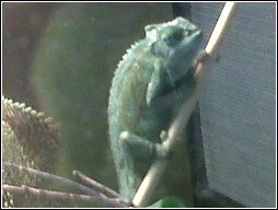 new chameleon picture.jpg