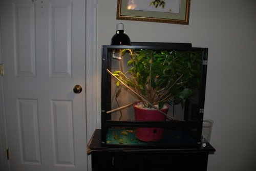 cage1.jpg