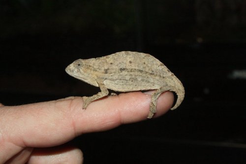 New cham.jpg