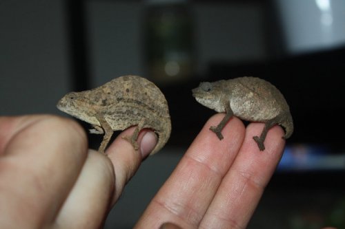 Pygmy Chameleons1.jpg