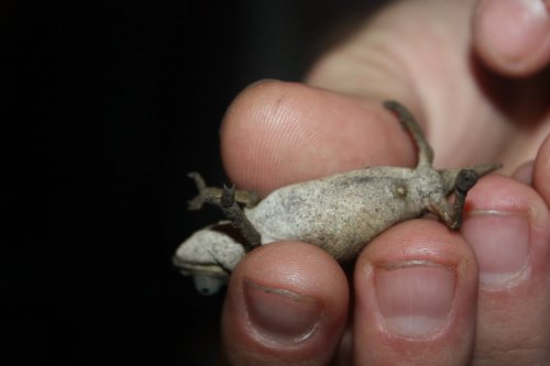 upside down cham.jpg