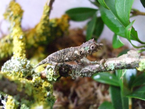 acominatus babies 001.jpg
