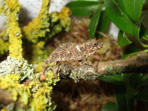 acominatus babies 002.jpg