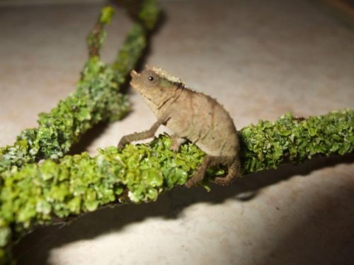 acominatus babies 006.jpg
