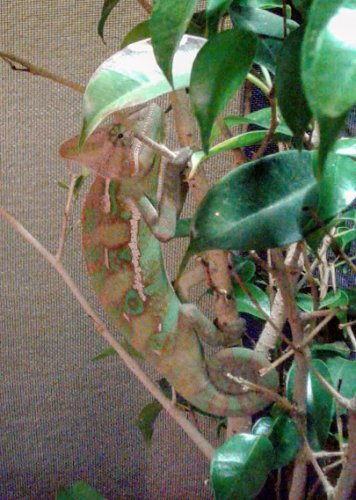 Lil Squirt on his tree.jpg