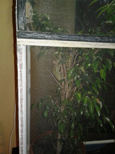 Lil Squirts Tree.jpg