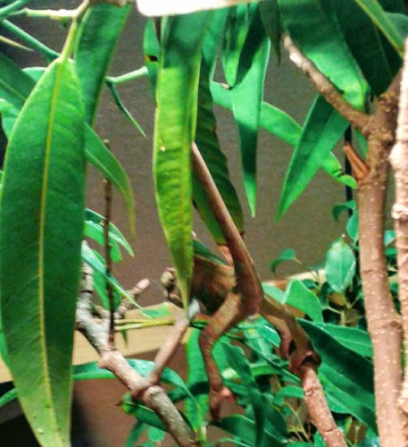 Monkey butt2.jpg