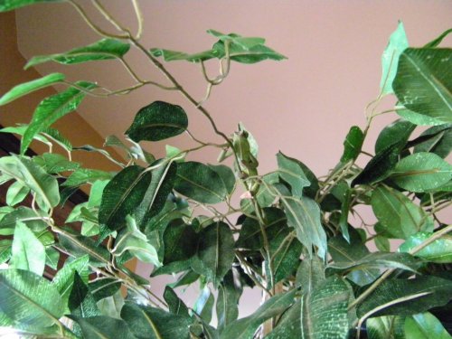 100_0706.JPG
