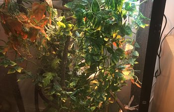 Leon got a new vine and leafs