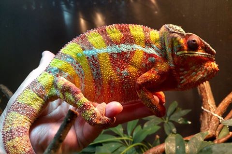 Sire Ambilobi Hatchlings 2017.jpg