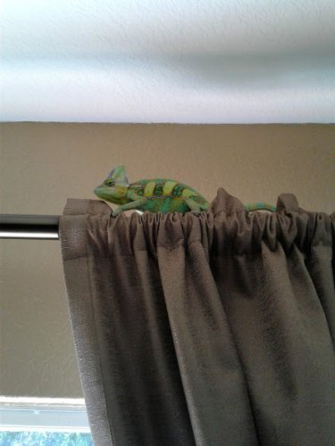 Sweet Squirt.2.jpg