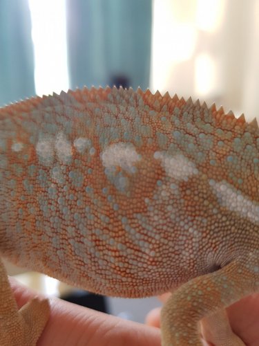 20180528_184717.jpg 20180528_184717.jpg