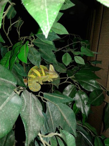 Sleepy Squirt.1.jpg