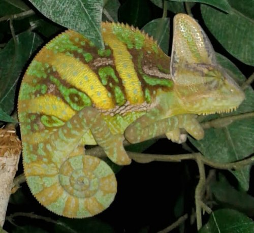 Sleepy Squirt..jpg